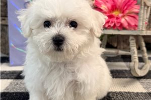 Heidi - Bichon Frise for sale