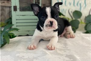 Cameron - puppy for sale