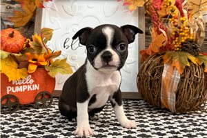Elaine - Boston Terrier for sale