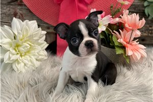 Gia - Boston Terrier for sale