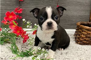Kitt - Boston Terrier for sale