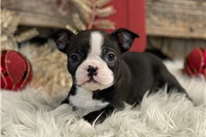 Finley - Boston Terrier for sale