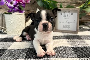Oreo - Boston Terrier for sale