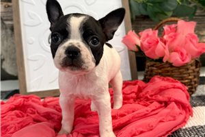 Oaklyn - puppy for sale