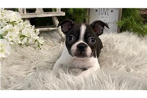 Gunner - Boston Terrier for sale