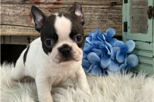 Douglas - Boston Terrier for sale
