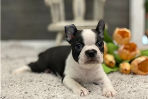 Kingsley - Boston Terrier for sale