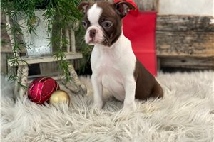 Charlotte - Boston Terrier for sale