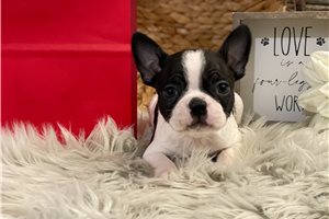 Felix - Boston Terrier for sale