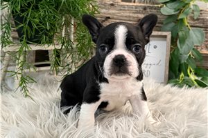 Jude - puppy for sale