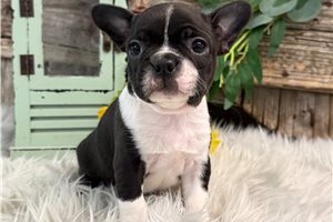 Janessa - Boston Terrier for sale