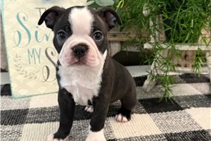 Gyro - Boston Terrier for sale