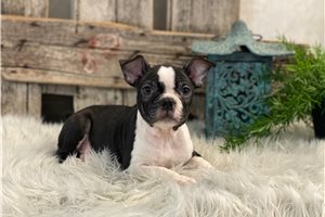 Fernando - Boston Terrier for sale