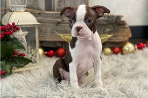 Claire - Boston Terrier for sale