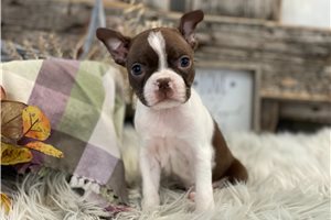 Camila - Boston Terrier for sale