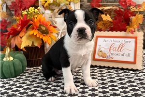 Hope - puppy for sale