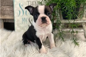 Hunter - puppy for sale