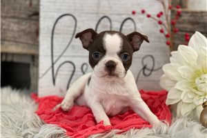 Cora - Boston Terrier for sale