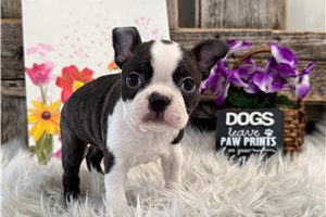 Drucilla - Boston Terrier for sale