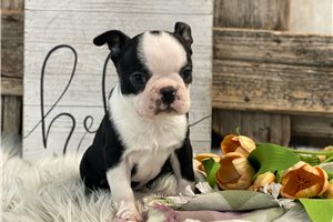 Herman - puppy for sale