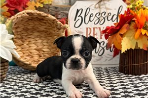 Everly - puppy for sale