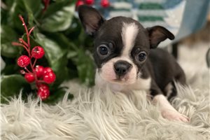 Faith - Boston Terrier for sale
