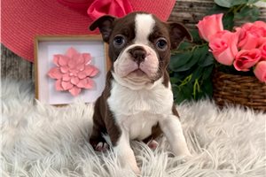 Janis - Boston Terrier for sale