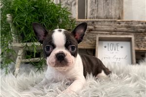 Dino - Boston Terrier for sale