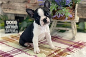Carter - Boston Terrier for sale