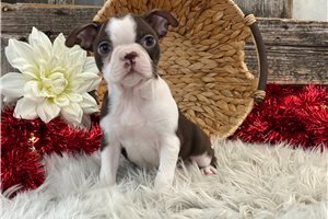 Caroline - Boston Terrier for sale