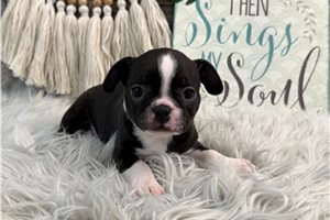 Jacinda - Boston Terrier for sale