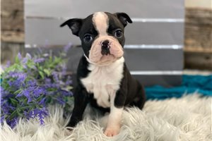 Hickory - Boston Terrier for sale