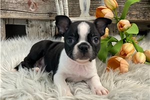Garrett - Boston Terrier for sale