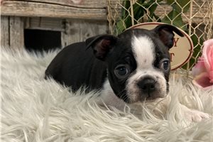 Sienne - Boston Terrier for sale