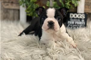 Keith - Boston Terrier for sale