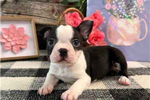 Gianna - Boston Terrier for sale