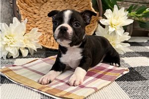 Ozzy - puppy for sale
