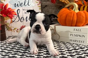 Heath - Boston Terrier for sale