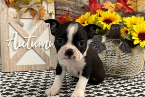 Erma - puppy for sale