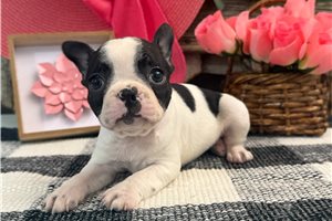 Ocean - Boston Terrier for sale