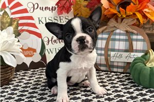 Hilda - Boston Terrier for sale