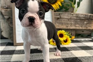 Gianna - Boston Terrier for sale