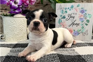 Opal - Boston Terrier for sale