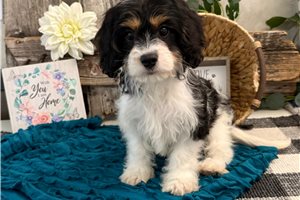 Bolt - Cavachon for sale