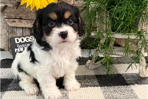 Bolt - Cavachon for sale