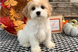 Bailey - Cavachon for sale