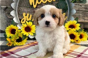 Baldur - Cavachon for sale