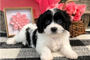 Basha - Cavachon for sale