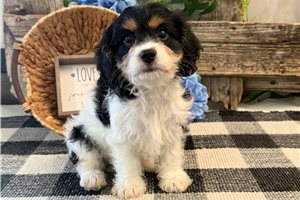 Bolt - Cavachon for sale