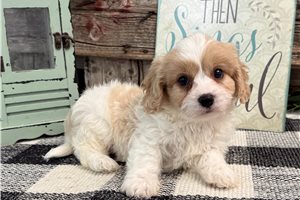 Boom - Cavachon for sale